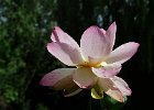 lotus (5)